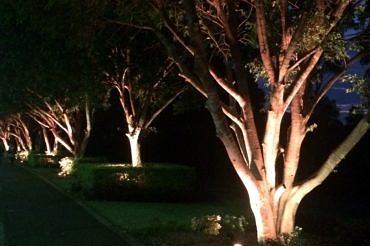 Tree spotlighting by Limelight Australia