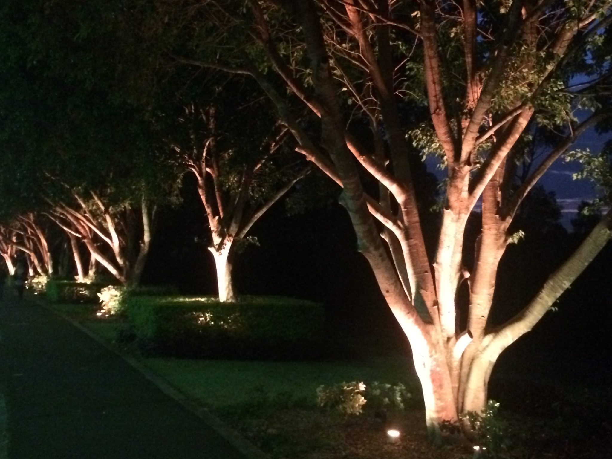 Tree spotlighting by Limelight Australia