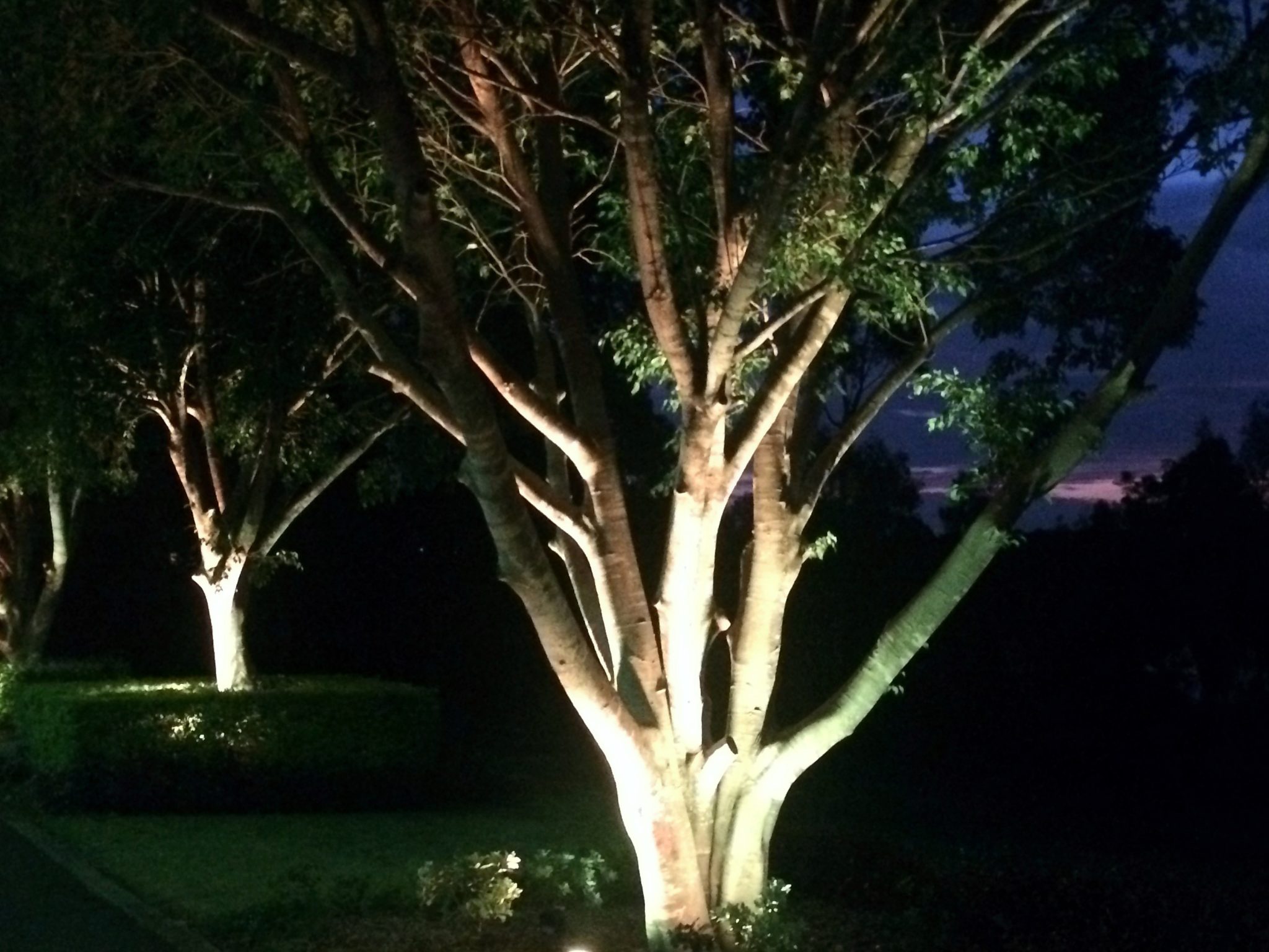 Tree lighting at Rider Boulevard Rhodes by Limelight Australia