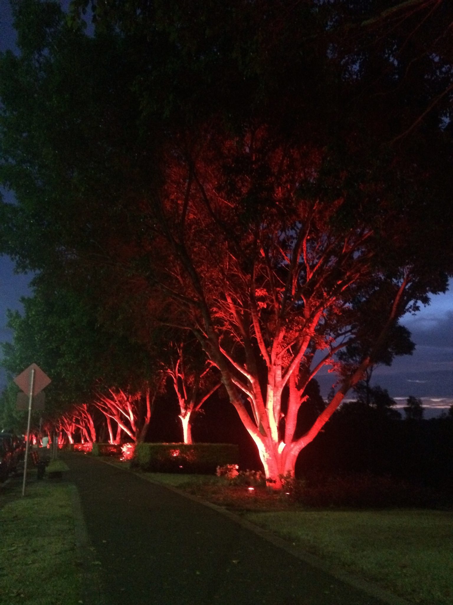 Coloured lighting of trees at Rhodes by Limelight Australia